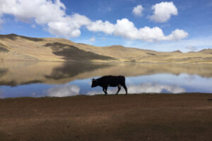 The Golden Lake