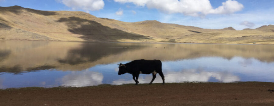 The Golden Lake