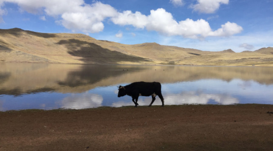 The Golden Lake